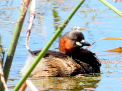Tachybaptus ruficollis capensis