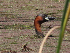 Tachybaptus ruficollis capensis