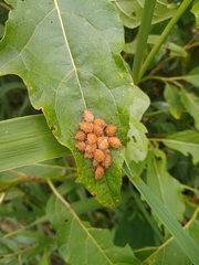 Arvelius albopunctatus
