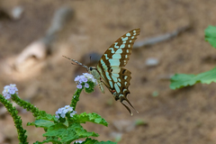 Graphium antheus