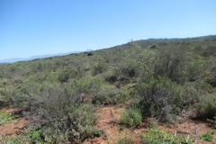 Drosanthemum hispidum