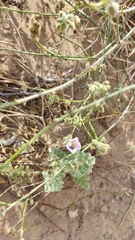 Cristaria glaucophylla