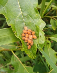 Arvelius albopunctatus