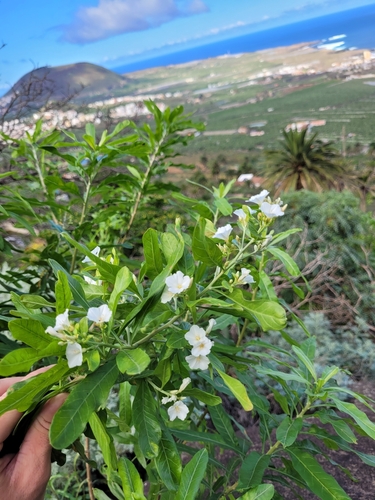 Convolvulus floridus image