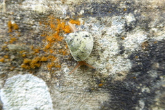 Tropidophora