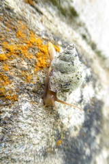Tropidophora