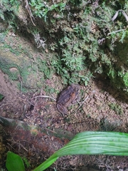 Rhinella horribilis