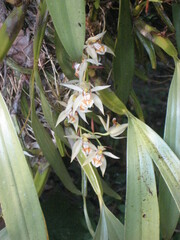 Coelogyne