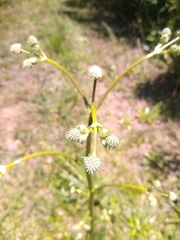 Eryngium elegans