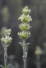 Sideritis fruticulosa