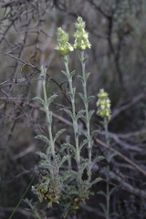 Sideritis fruticulosa
