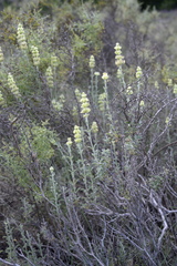 Sideritis fruticulosa