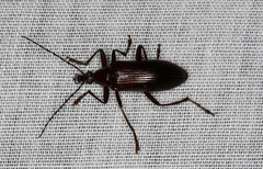 Tanychilus
