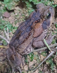Rhinella horribilis