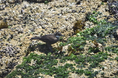 Cinclodes nigrofumosus