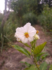 Solanum bonariense