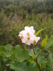 Solanum bonariense