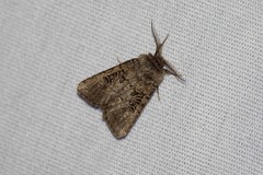 Spodoptera hipparis