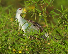 Porphyrio flavirostris