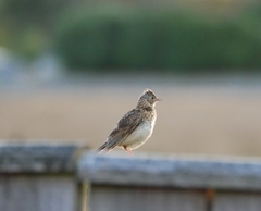 Alauda arvensis