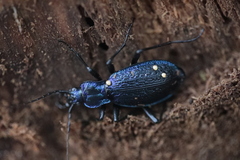 Carabus intricatus