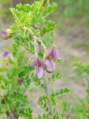 Ormocarpum trichocarpum