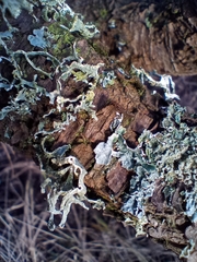Ramalina
