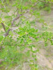 Ormocarpum trichocarpum