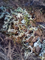 Ramalina