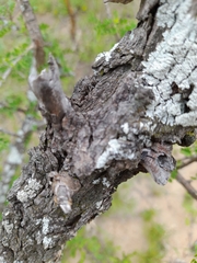 Ormocarpum trichocarpum