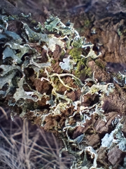 Ramalina