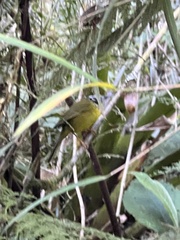 Myiothlypis basilica