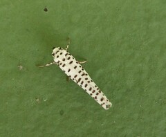 Yponomeuta strigillatus