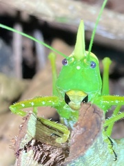 Copiphora rhinoceros