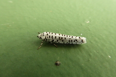 Yponomeuta strigillatus