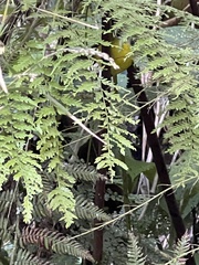 Myiothlypis basilica