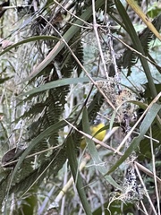 Myiothlypis basilica