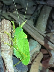 Copiphora rhinoceros