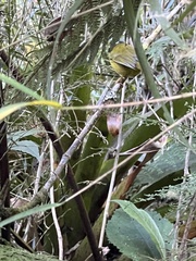 Myiothlypis basilica