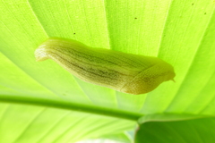 Elisolimax flavescens