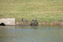 Pseudemys peninsularis