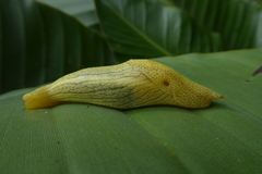 Elisolimax flavescens