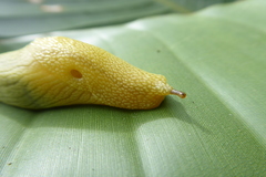 Elisolimax flavescens