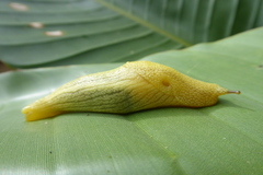 Elisolimax flavescens