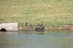 Pseudemys peninsularis