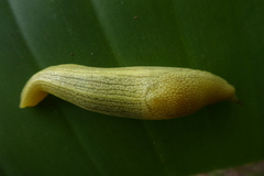 Elisolimax flavescens