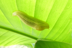 Elisolimax flavescens