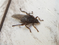 Pseudolynchia canariensis