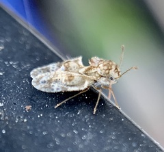 Corythucha marmorata