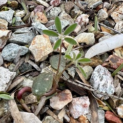 Lupinus sparsiflorus